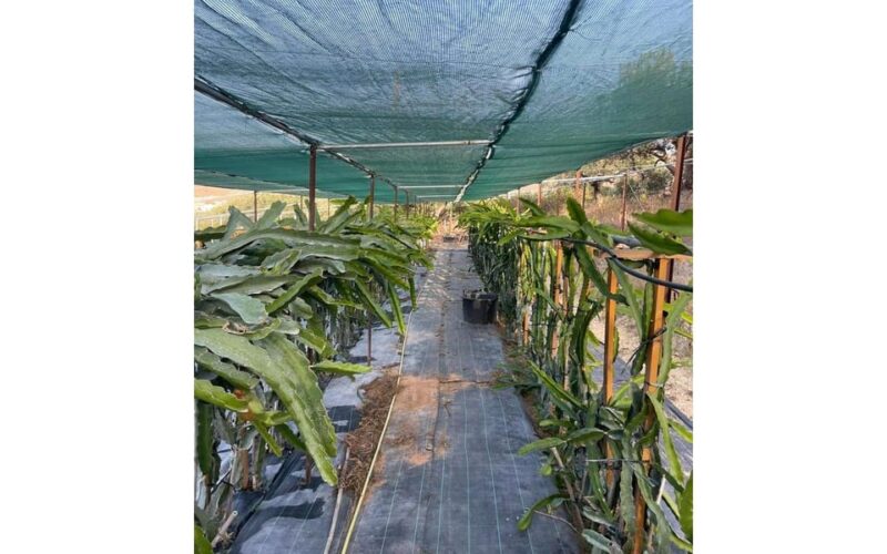 Heraklion :Olive & Dragon Farm Tour & Cretan Farmers Brunch - Meeting Point and What to Bring