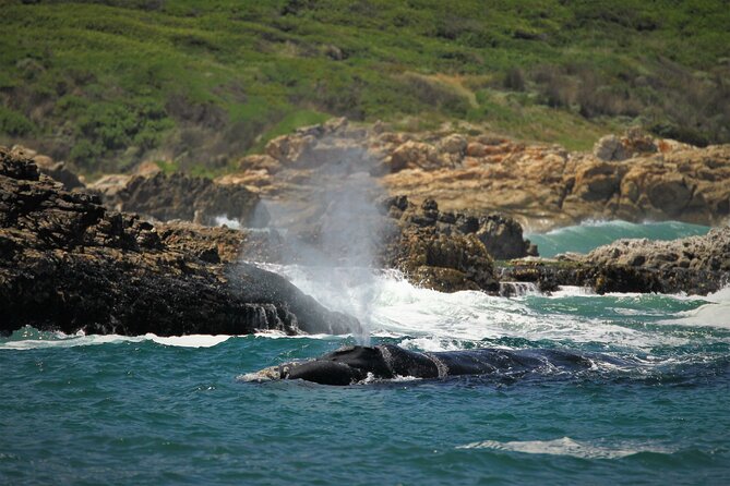 Hermanus Land Based Whale Tour With Dave De Beer - Logistics and Transportation