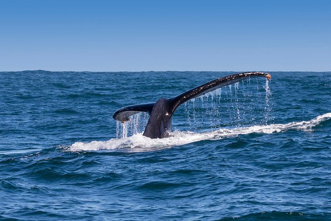 Hermanus Whale Watching Boat Trip With Shared Transfers From Cape Town - Stops and Attractions