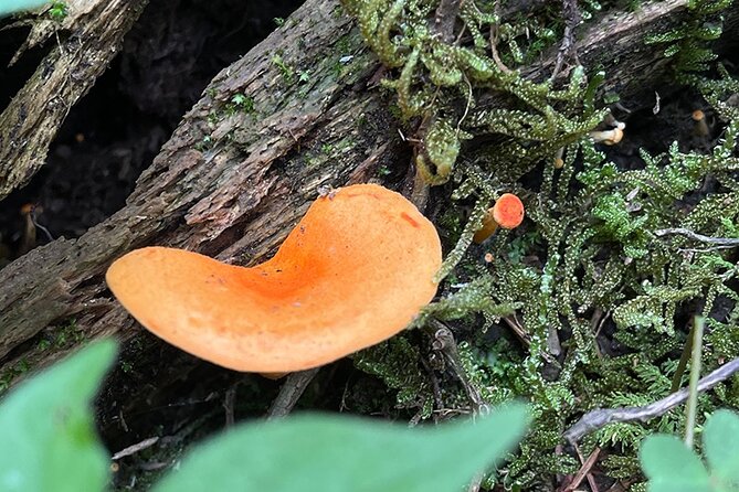 Hiking in the Enchanted Forest of Ixtepeji With Rescue Dogs - Review Summary