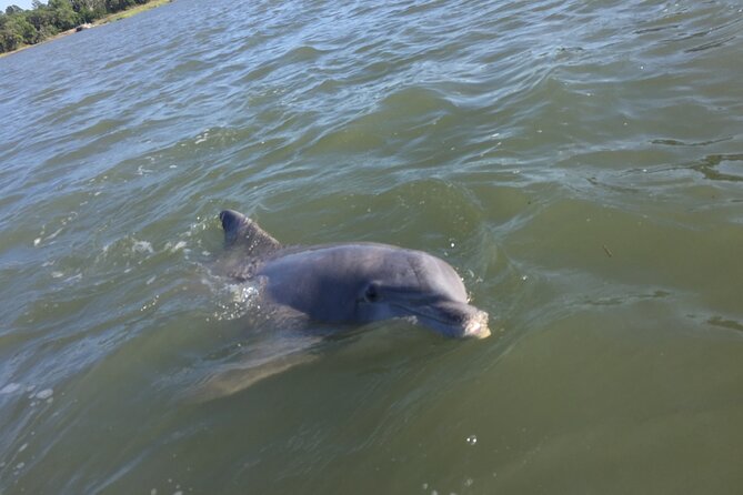Hilton Head Island Sunset Dolphin Tour - Tour Logistics and Accessibility