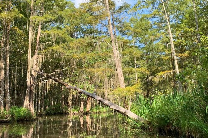Honey Island Swamp Private Tour With Transport From New Orleans - Pricing Information