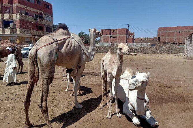 Horse Carriage Tour to Valley of the Kings and Hatshepsut Temple - Accessibility Features