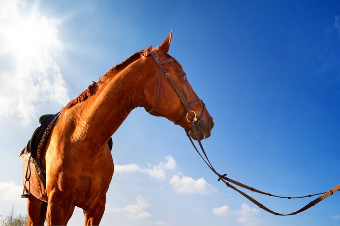 Horse Riding on the Beach in Side - Cancellation and Refund Policy