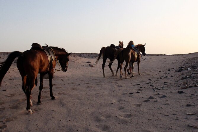 Horse Riding on the Beach With Transfer From Sharm El Sheikh - Recommended for Beginners