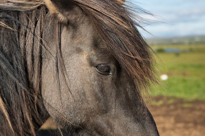 Horseback Riding at Arenal Volcano Foothills - Questions About Your Stay