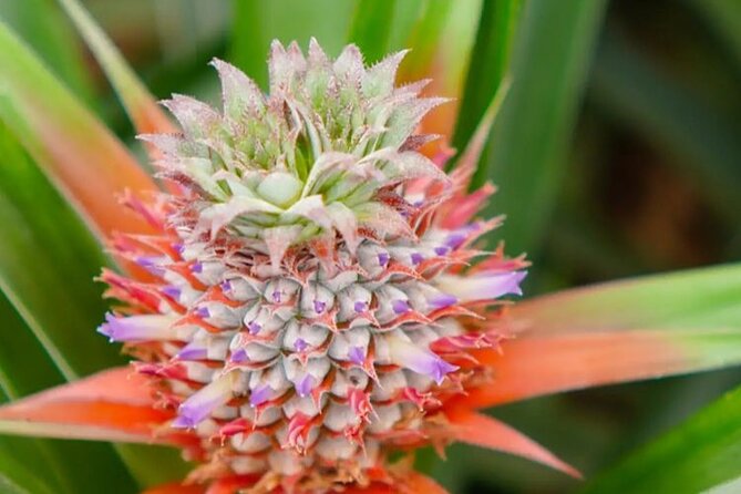Hot Water Pool Bath Inside Pineapple Plantation & Dinner - Meeting Point and Access