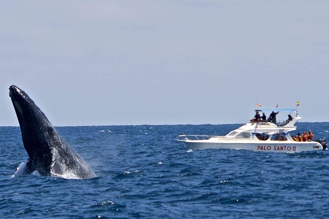 Humpback Whale Watching in Samana From Juan Dolio - Whale Watching Experience