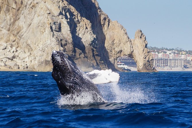 Humpback Whales in Cabo San Lucas - Pricing and Payment Options