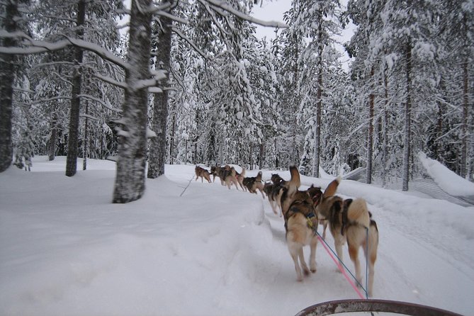 Husky Safari From Rovaniemi Including a Husky Sled Ride - Safety and Accessibility