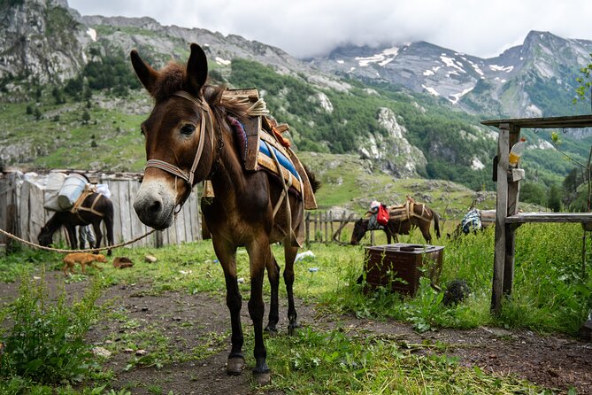 Immersive 2-Day Tour/Homestay With Shepherds in the Albanian Alps - Ideal for Solo Travelers