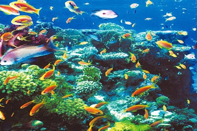 Intro Diving for Beginners in Hurghada With Pick-Up and Lunch - Accessibility and Participation Information