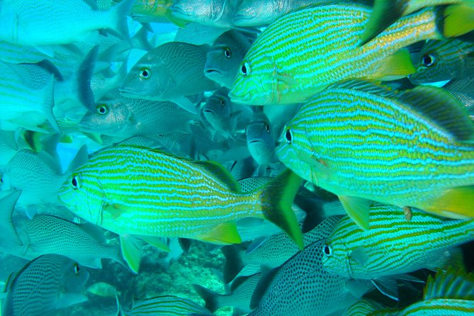 Isla Mujeres Snorkeling Tour - Participant Experiences