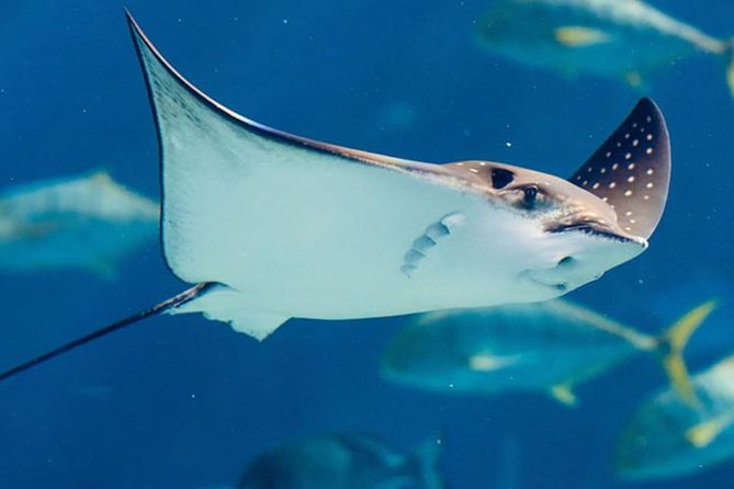 Istanbul Aquarium and Aqua Florya Independent Shopping Trip - 5D Cinema Experience
