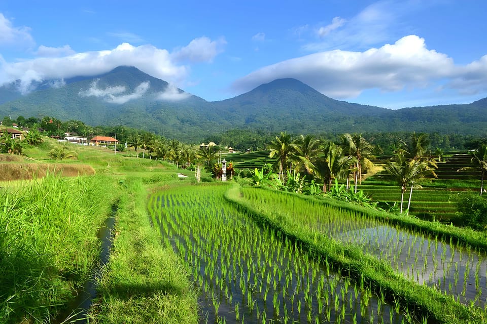 Jatiluwih Vw Safari Bali Tour 