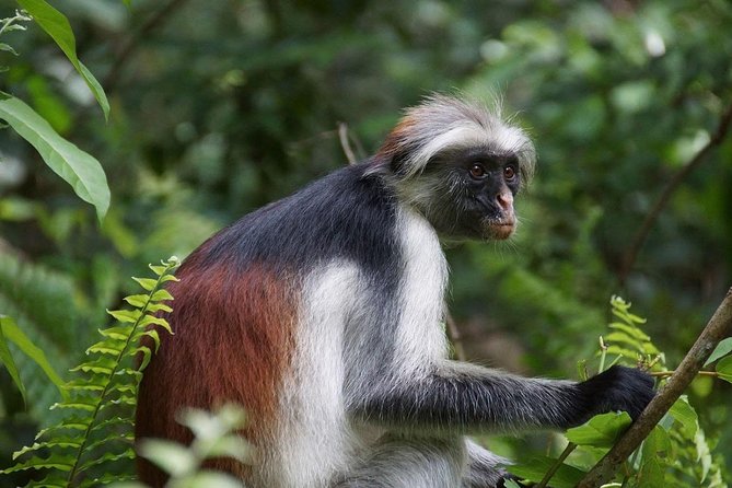 Jozani Forest Tour - Pricing and Cancellation Details
