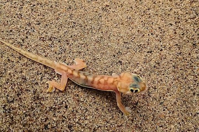 Kayaking and Sandwhich Harbour Dune 4x4 Combo - What to Expect During Kayaking