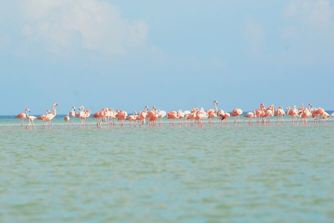 Kayaking Tour Through the Mangroves in Isla Holbox - Customer Feedback