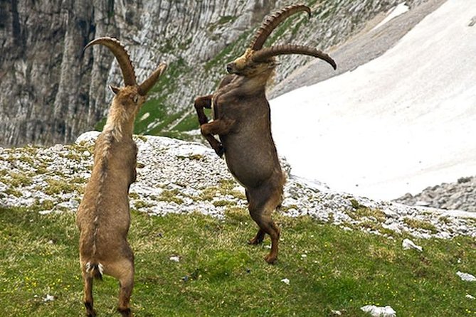 Khor Virap, Areni Winery, Noravank + Wild Goat Watching - Private Tour - Reviews and Ratings