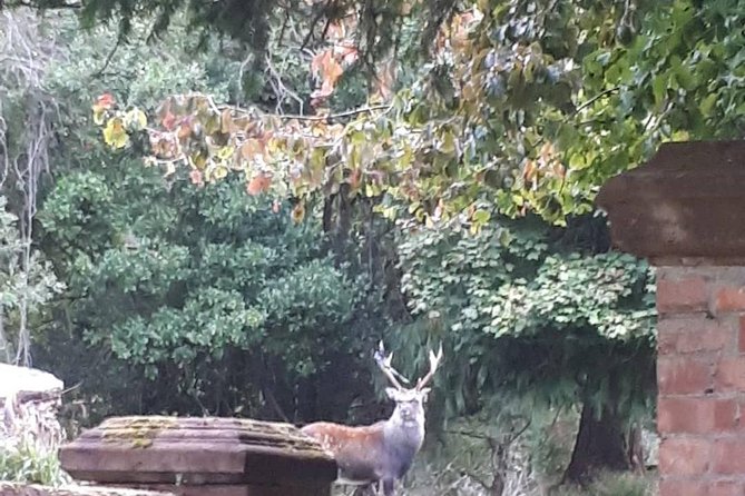 Killarney Valley & National Park Tour - Positive Experiences