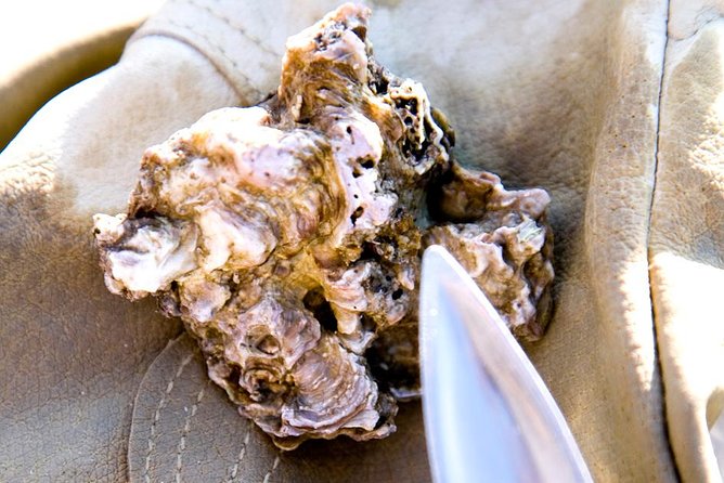 Knysna Oyster Tour - Positive Guest Reviews and Feedback