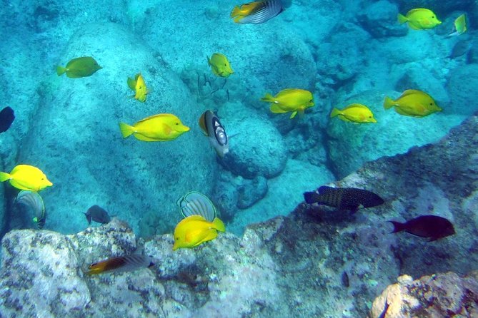 Kona Shore Excursion: Wild Dolphin Reefs Snorkel and Sea Caves - Wildlife Encounter