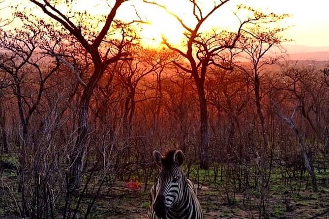 Kruger National Park Best Tour - What to Expect