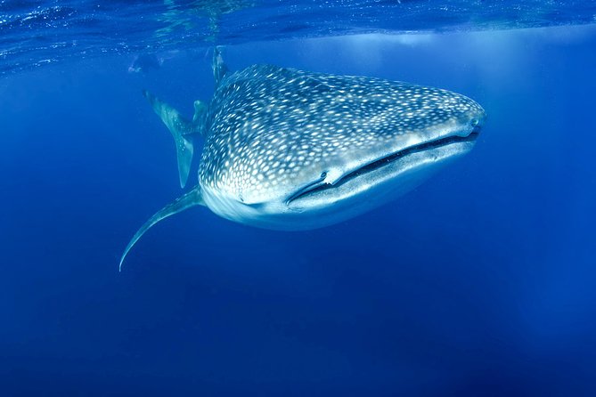 La Paz Whale Shark Snorkeling Tour and Lunch From Los Cabos - Customer Feedback and Reviews