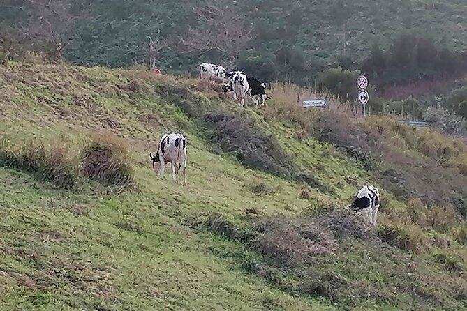 Lagoa Do Fogo and Sete-Cities Full Day Tour With Lunch - The Sum Up