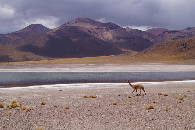 Laguna Del Toro and Flamingo-Watching 4WD - Pricing and Reservation Options
