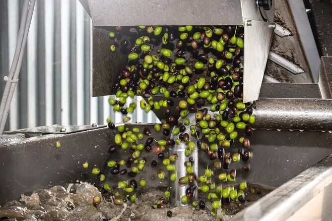 Lake Garda Olive Oil Tour and Tasting Experience - Accessibility Features