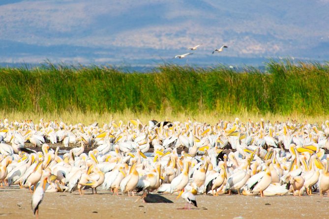 Lake Manyara Guided Day Tour From Arusha - Participant Information