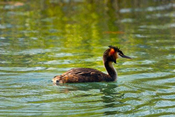 Lake Skadar: Early-morning Birdwatching and Photography Tour - Scenic Boat Ride
