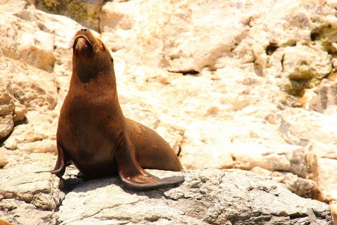 Lands End Sightseeing Boat Tour in Los Cabos - Guest Reviews