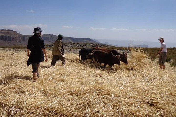 Lasta Mountains: Highland Eco Trekking Tour in Lalibela - Trekking Through Diverse Ecosystems