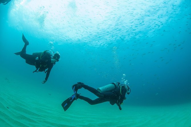 Learn to Scuba Dive in Cabo San Lucas With PADI - Customer Reviews and Experiences