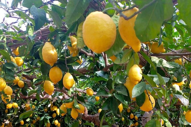 Lemon Path Hike - Amalfi Coast - Lemon-Infused Products and Tastings