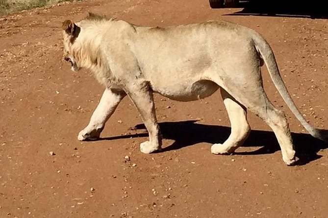 Lesedi Cultural Village and Lion Park Tour - Savoring the Traditional Buffet Lunch
