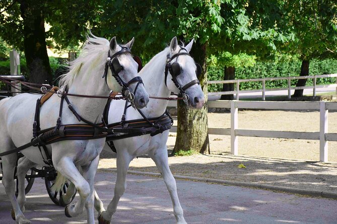 Lipica Stud Farm and Skocjan Caves From Koper - Exploring Škocjan Caves