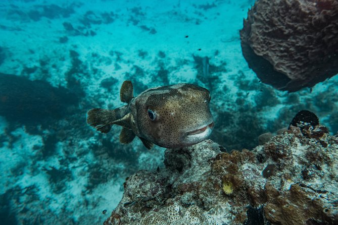 Local Dive in Playa Del Carmen - Accessibility and Health Considerations