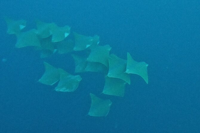 Los Cabos Beginner Scuba Dive Experience - Positive Reviews and Feedback