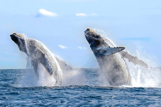 Los Cabos Private Yacht Whale Watching Tour, Snorkel and Drinks - Crew and Service