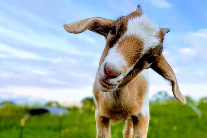 Magical Creatures Sanctuary Private Tour - Cancellation Policy Explained