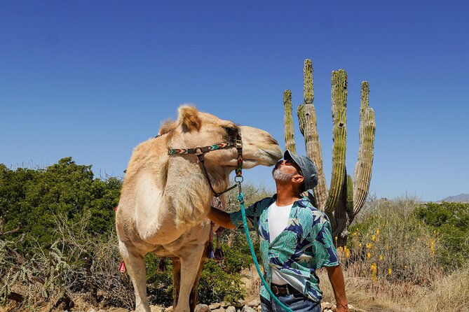 Magical Todos Santos Tour, Camel Ranch, Lunch & Tequila - Traveler Reviews and Feedback