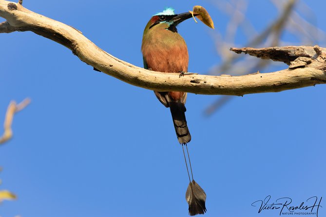 Mahahual and Costa Maya Birdwatching - Customer Experiences