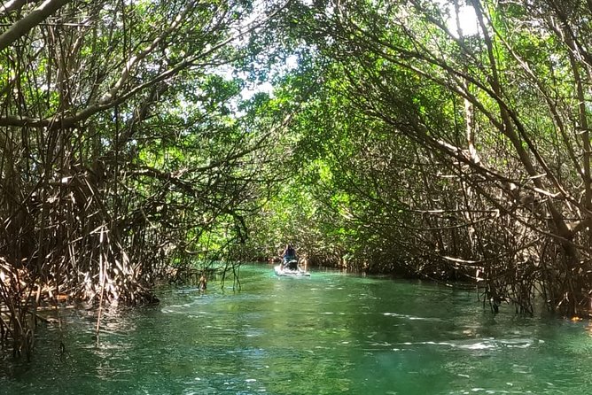 Mangrove and Lagoon Speed Boat Tour - Cancellation Policy