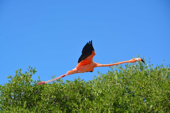 Mangroves Paddling Tour - Customer Feedback