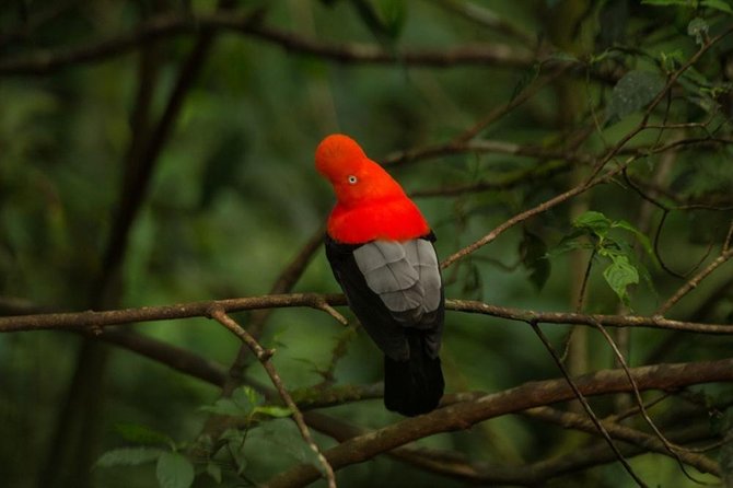 Manu Jungle Tour (3 Days) - Participant Requirements