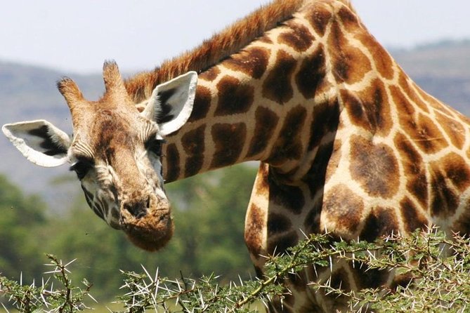 Masai Mara Game Reserve Safari Tour, 4 Days 3 Nights - Booking Information