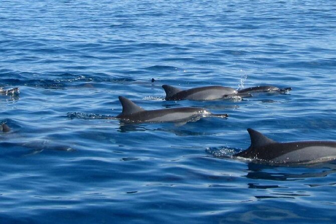 Mauritius : Dolphins Swim and Ile Aux Bénitiers With BBQ - Reviews and Feedback
